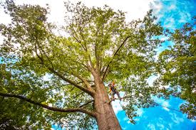 Best Tree Maintenance Programs  in Miles, TX