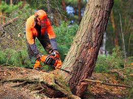 Best Tree Disease Treatment  in Miles, TX