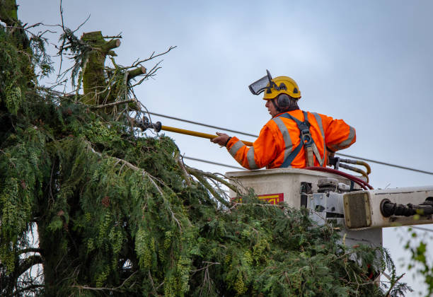 Best Tree and Shrub Care  in Miles, TX