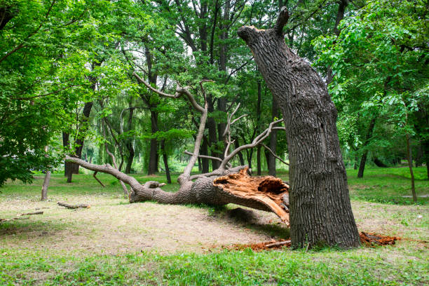 Best Seasonal Cleanup  in Miles, TX