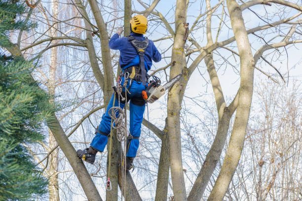 Best Stump Grinding and Removal  in Miles, TX