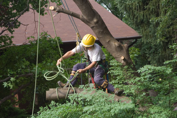 Best Arborist Consultation Services  in Miles, TX