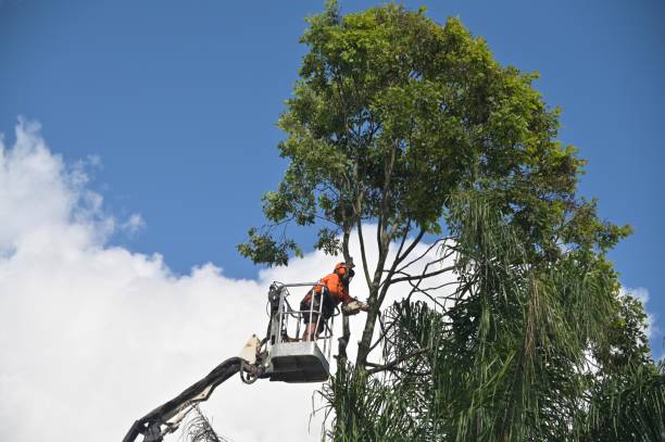 Best Tree Risk Assessment  in Miles, TX