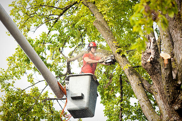 How Our Tree Care Process Works  in  Miles, TX