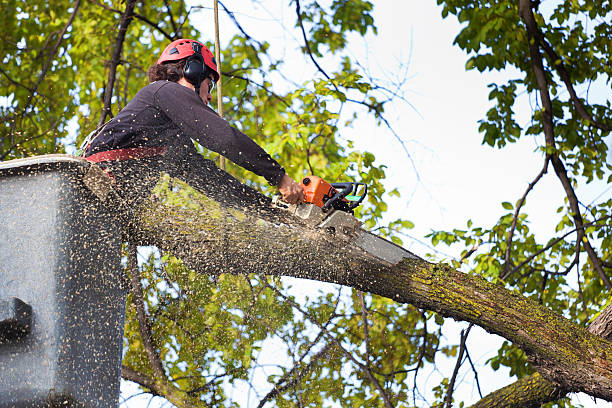 Best Tree Trimming and Pruning  in Miles, TX