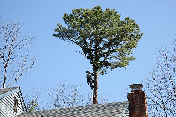 Tree and Shrub Care in Miles, TX