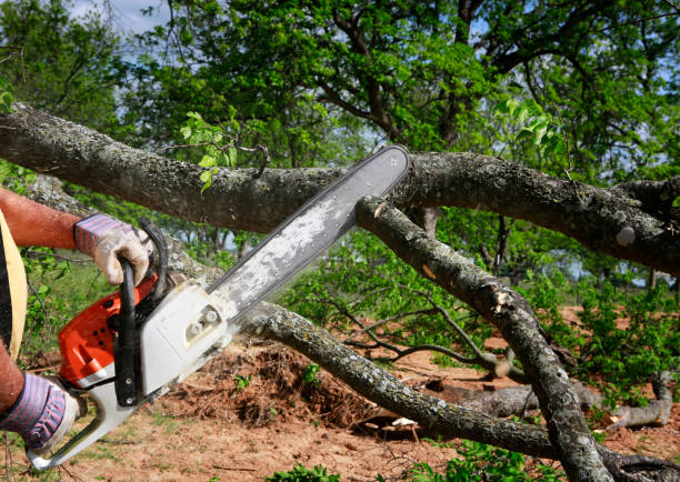 Best Commercial Tree Services  in Miles, TX