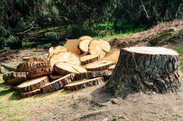 Best Hazardous Tree Removal  in Miles, TX